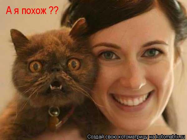 Котоматрица: А я похож ??
