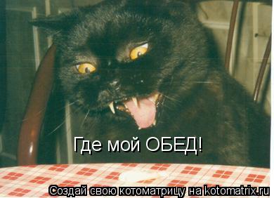 Котоматрица: Где мой ОБЕД!