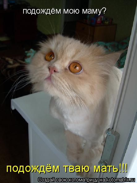 Котоматрица: подождём мою маму? подождём тваю мать!!!