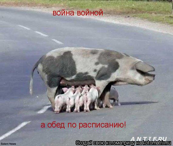 Котоматрица: война войной а обед по расписанию!