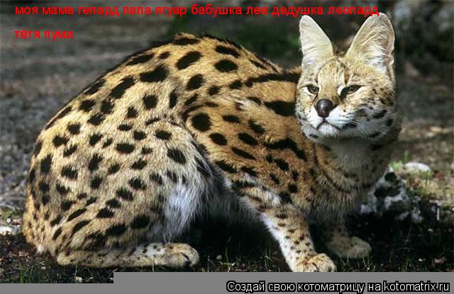 моя мама гепард папа ягуар бабушка лев дедушка леопард тётя пума... Котоматрица: моя мама гепард папа ягуар бабушка лев дедушка леопард тётя пума