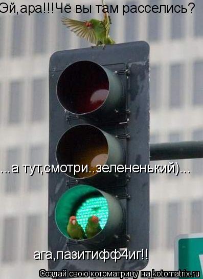 Эй,ара!!!Чё вы там расселись? ...а тут,смотри..зелененький)... ага,пазитифф4иг!!... Котоматрица: Эй,ара!!!Чё вы там расселись? ...а тут,смотри..зелененький)... ага,пазитифф4иг!!