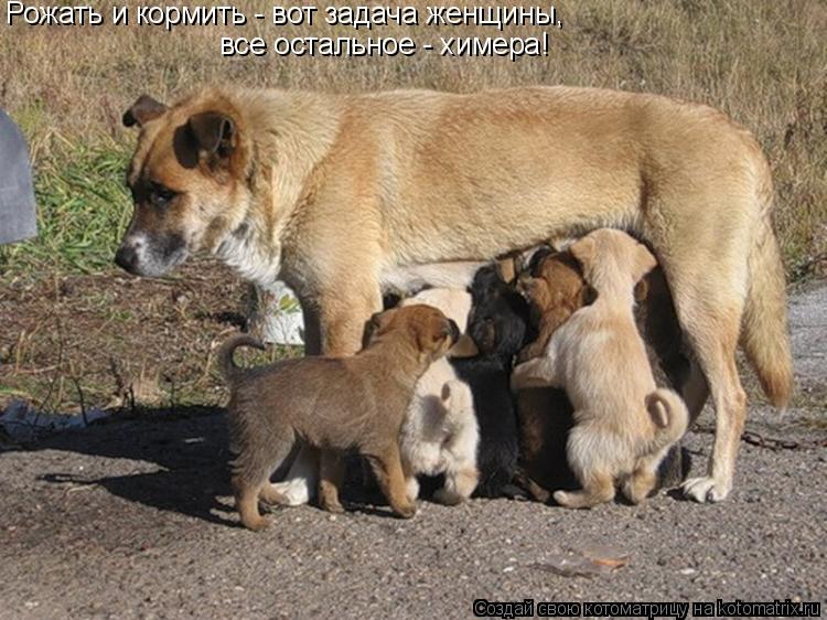 Котоматрица: Рожать и кормить - вот задача женщины,  все остальное - химера!