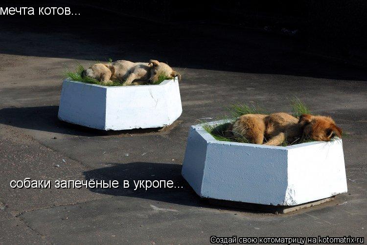 Котоматрица: мечта котов... собаки запечёные в укропе...