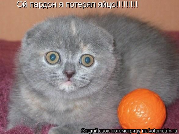 Ой пардон я потерял яйцо!!!!!!!!!... Котоматрица: Ой пардон я потерял яйцо!!!!!!!!!