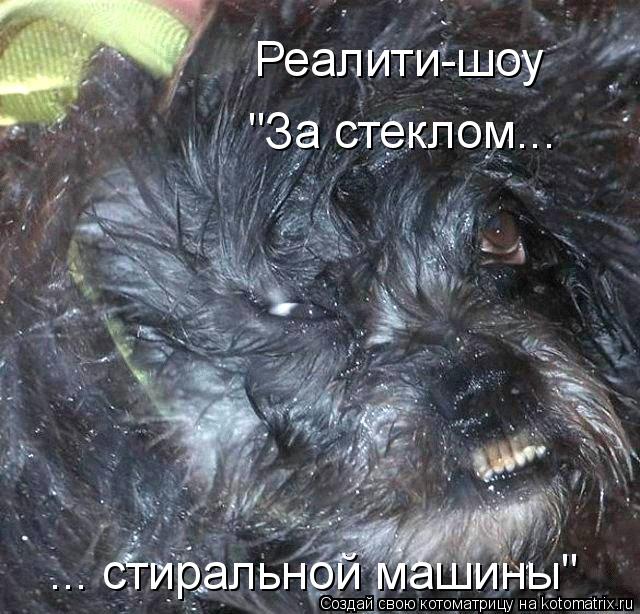 Реалити-шоу "За стеклом... ... стиральной машины"... Котоматрица: Реалити-шоу "За стеклом... ... стиральной машины"