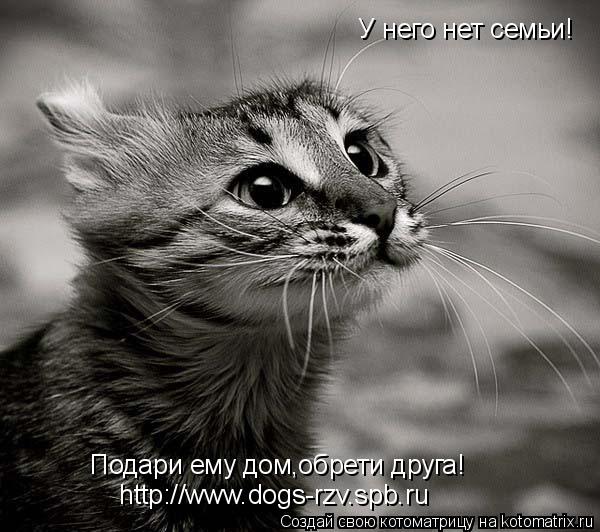 Котоматрица: У него нет семьи! Подари ему дом,обрети друга!  http://www.dogs-rzv.spb.ru
