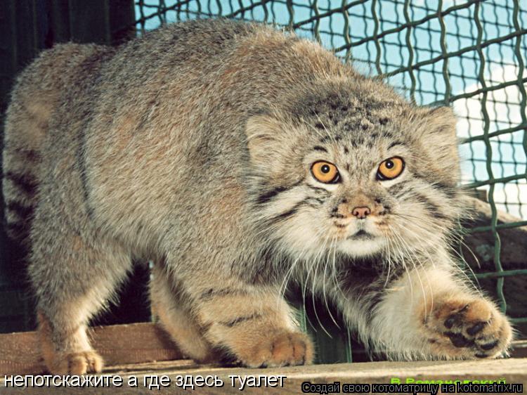 Котоматрица: непотскажите а где здесь туалет