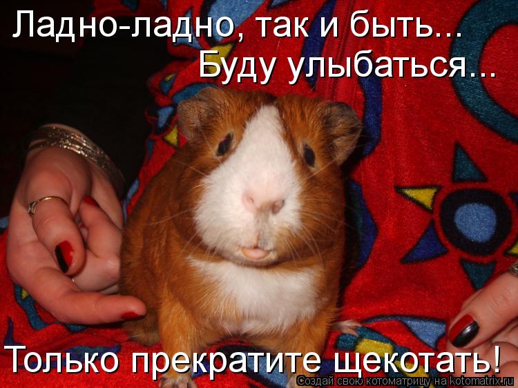 Котоматрица: Ладно-ладно, так и быть... Буду улыбаться... Только прекратите щекотать!
