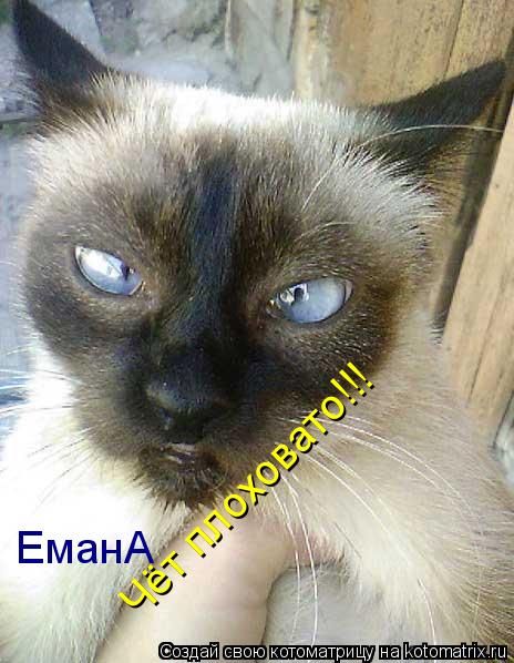 Котоматрица: ЕманА  Чёт плоховато!!! Чёт плоховато!!!