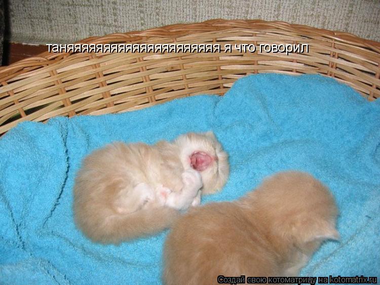 Котоматрица: таняяяяяяяяяяяяяяяяяяяяя я что говорил