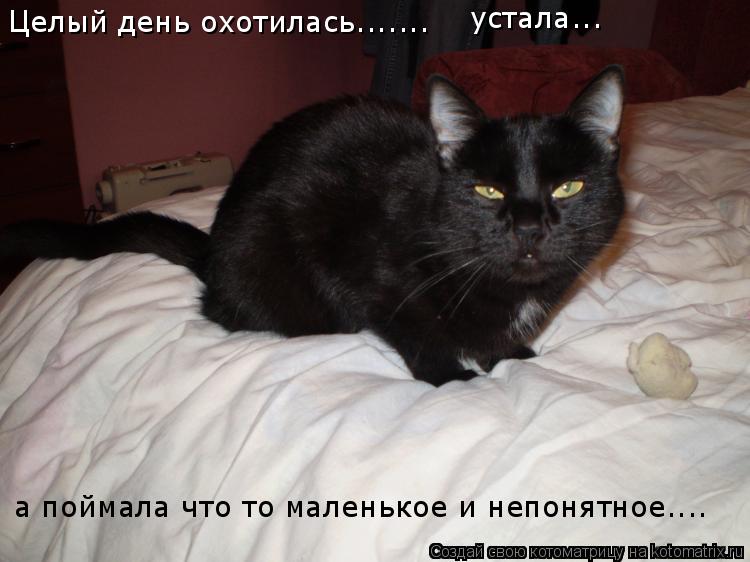 Котоматрица: Целый день охотилась.......  а поймала что то маленькое и непонятное.... устала...