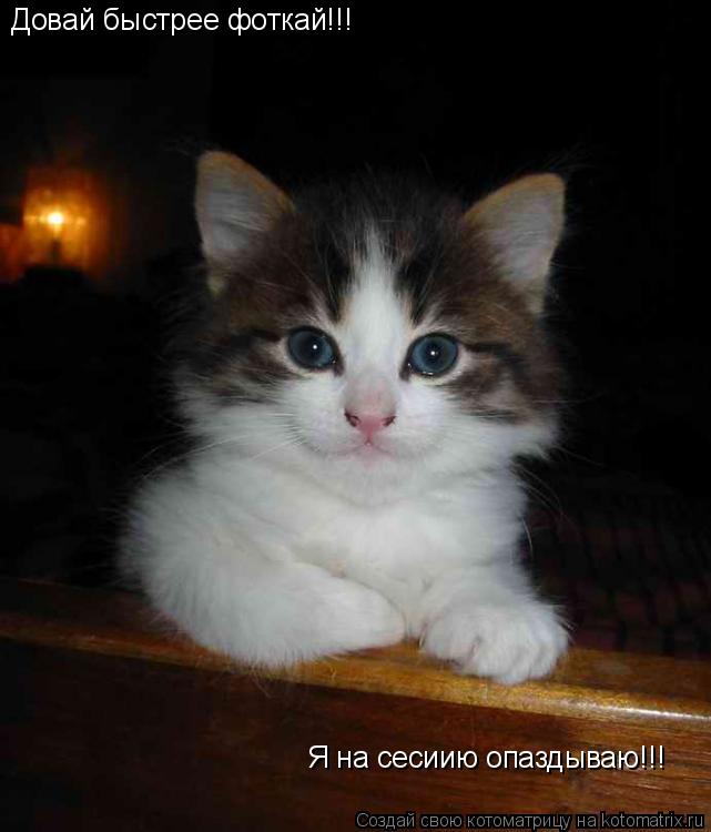 Котоматрица: Довай быстрее фоткай!!! Я на сесиию опаздываю!!!