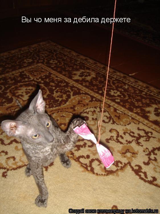 Котоматрица: Вы чо меня за дебила держете