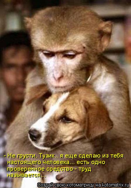 Котоматрица: - Не грусти, Тузик.. я еще сделаю из тебя  настоящего человека... есть одно  проверенное средство - труд  называется...