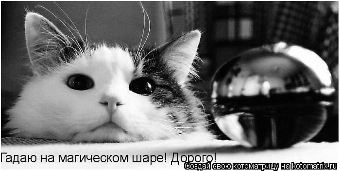 Котоматрица: Гадаю на магическом шаре! Дорого!