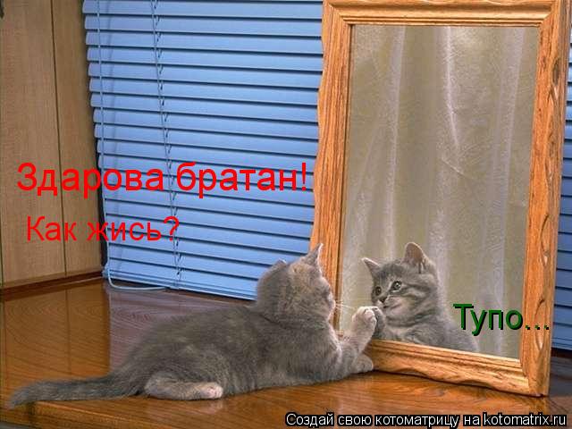 Котоматрица: Здарова братан! Как жись? Тупо...