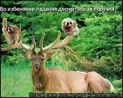 Котоматрица: Во избежание падения держитесь за поручни