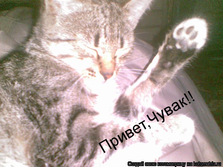 Котоматрица: Привет,Чувак!!