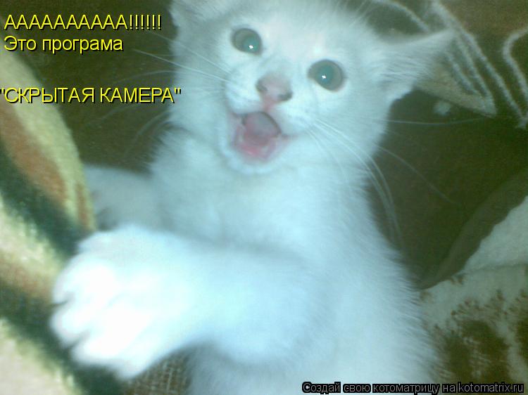 Котоматрица: АААААААААА!!!!!! Это програма "СКРЫТАЯ КАМЕРА"