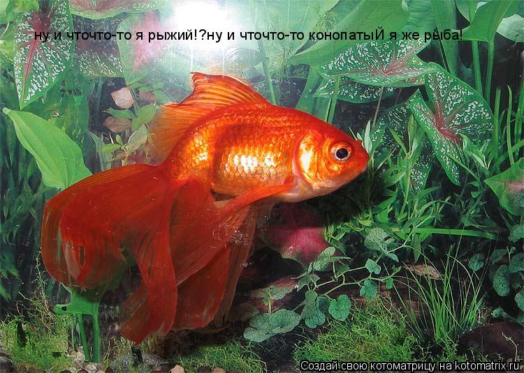 ну и чточто-то я рыжий!?ну и чточто-то конопатыЙ я же рыба!... Котоматрица: ну и чточто-то я рыжий!?ну и чточто-то конопатыЙ я же рыба!