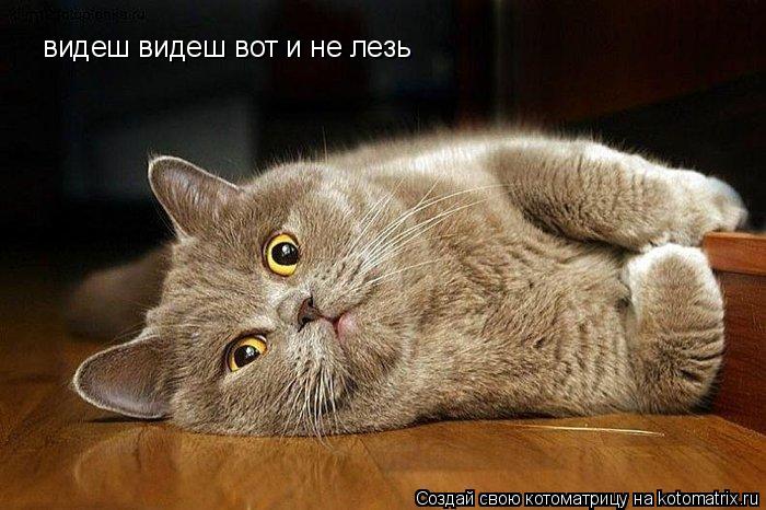 Котоматрица: видеш видеш вот и не лезь