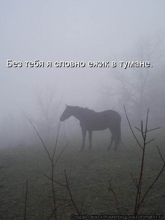 Котоматрица: Без тебя я словно ежик в тумане.