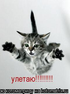 Котоматрица: улетаю!!!!!!!!!