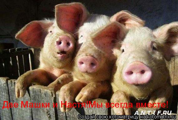 Котоматрица: Две Машки и Настя!Мы всегда вместе!