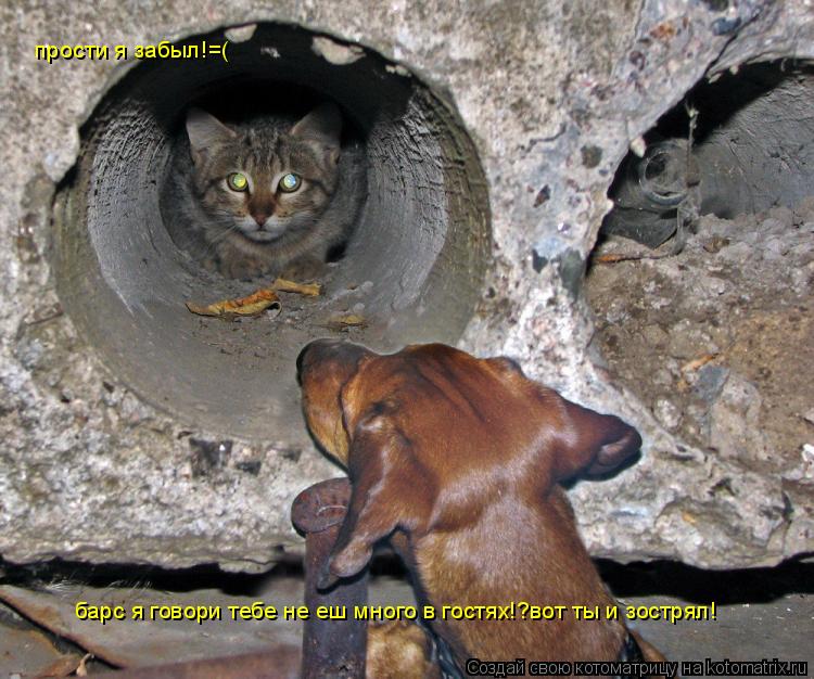 барс я говори тебе не еш много в гостях!?вот ты и зострял! прости я забыл!=(... Котоматрица: барс я говори тебе не еш много в гостях!?вот ты и зострял! прости я забыл!=(