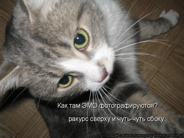 Котоматрица: Как там ЭМО фотографируются?.. ракурс сверху и чуть-чуть сбоку..