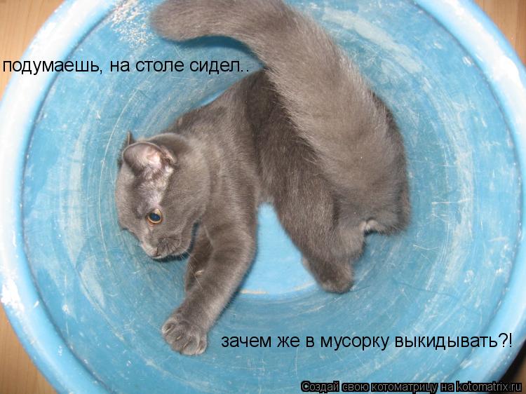 Котоматрица: подумаешь, на столе сидел.. зачем же в мусорку выкидывать?!