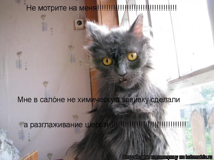 Не мотрите на меня!!!!!!!!!!!!!!!!!!!!!!!!!!!!!!!!!!! Мне в салоне не химическую завивку сделали а ра... Котоматрица: Не мотрите на меня!!!!!!!!!!!!!!!!!!!!!!!!!!!!!!!!!!! Мне в салоне не химическую завивку сделали а разглаживание шерсти!!!!!!!!!!!!!!!!!!!!!!!!!!!!!!!