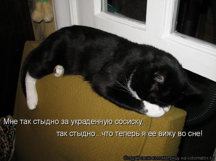 Котоматрица: Мне так стыдно за украденную сосиску, так стыдно...что теперь я ее вижу во сне!
