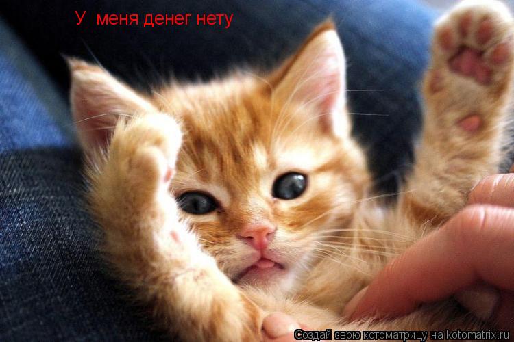 Котоматрица: У  меня денег нету
