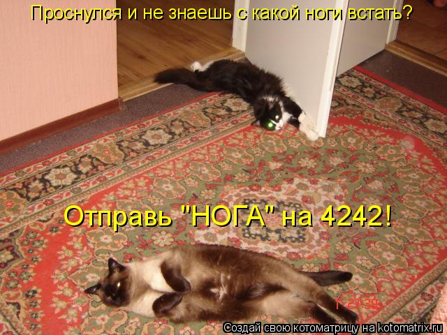 Котоматрица: Проснулся и не знаешь с какой ноги встать? Отправь "НОГА" на 4242!