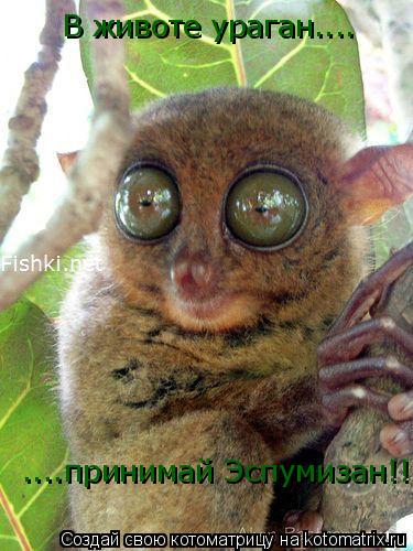Котоматрица: В животе ураган.... ....принимай Эспумизан!!!