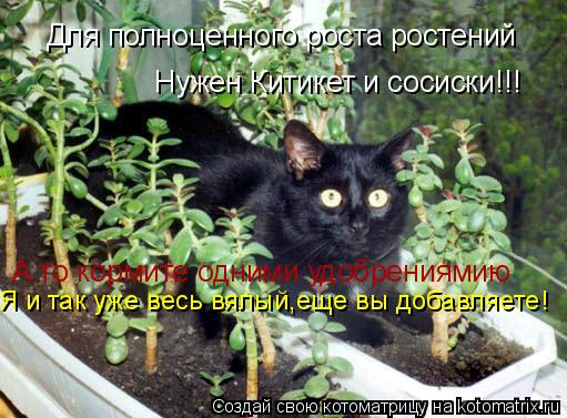 Для полноценного роста ростений Нужен Китикет и сосиски!!! А то кормите одними удобрениямию Я и так ... Котоматрица: Для полноценного роста ростений Нужен Китикет и сосиски!!! А то кормите одними удобрениямию Я и так уже весь вялый,еще вы добавляете!