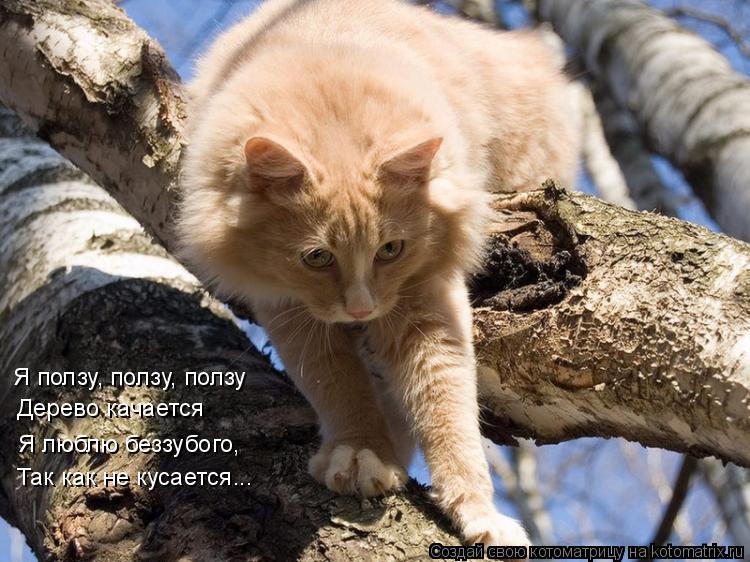 Котоматрица: Я ползу, ползу, ползу Дерево качается Я люблю беззубого, Так как не кусается...