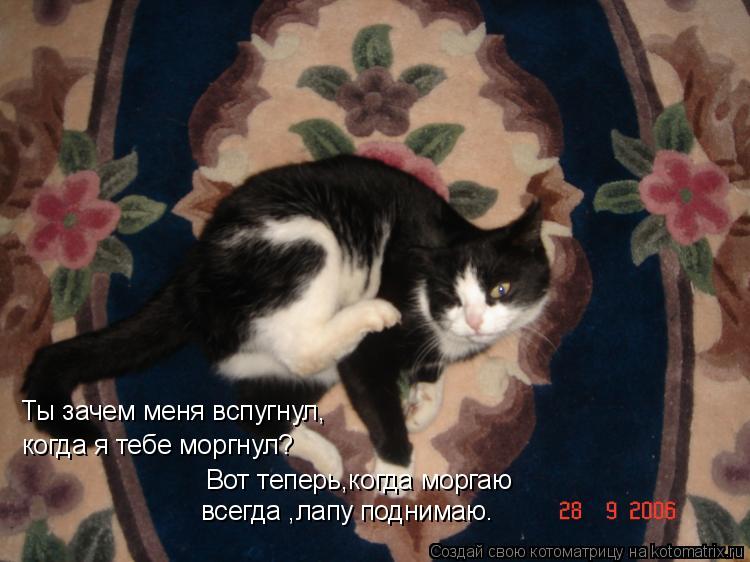 Ты зачем меня вспугнул, когда я тебе моргнул? Вот теперь,когда моргаю всегда ,лапу поднимаю.... Котоматрица: Ты зачем меня вспугнул, когда я тебе моргнул? Вот теперь,когда моргаю всегда ,лапу поднимаю.