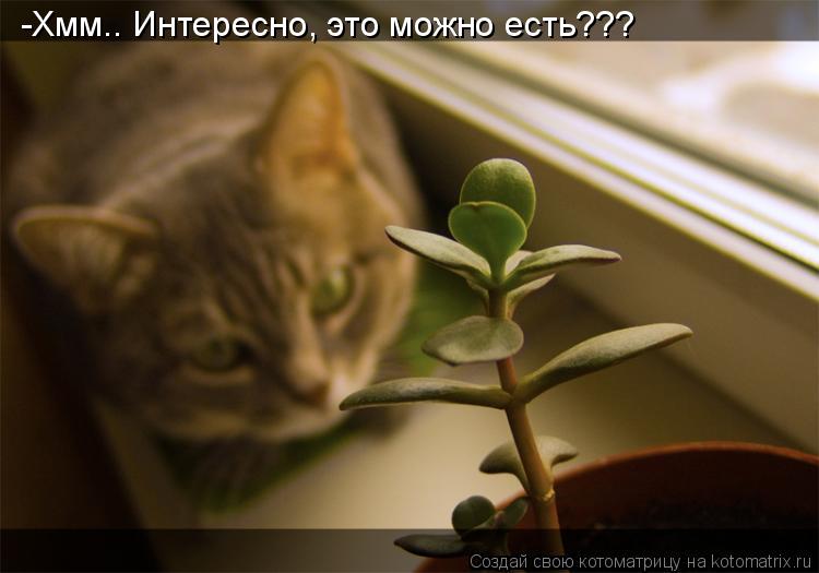 Котоматрица: -Хмм.. Интересно, это можно есть???