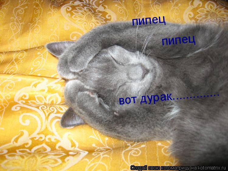 Котоматрица: пипец пипец вот дурак..............