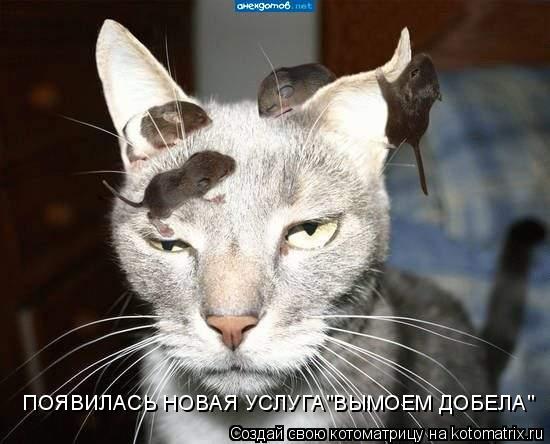 ПОЯВИЛАСЬ НОВАЯ УСЛУГА"ВЫМОЕМ ДОБЕЛА"... Котоматрица: ПОЯВИЛАСЬ НОВАЯ УСЛУГА"ВЫМОЕМ ДОБЕЛА"