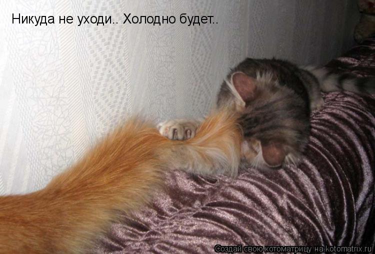 Никуда не уходи.. Холодно будет..... Котоматрица: Никуда не уходи.. Холодно будет..