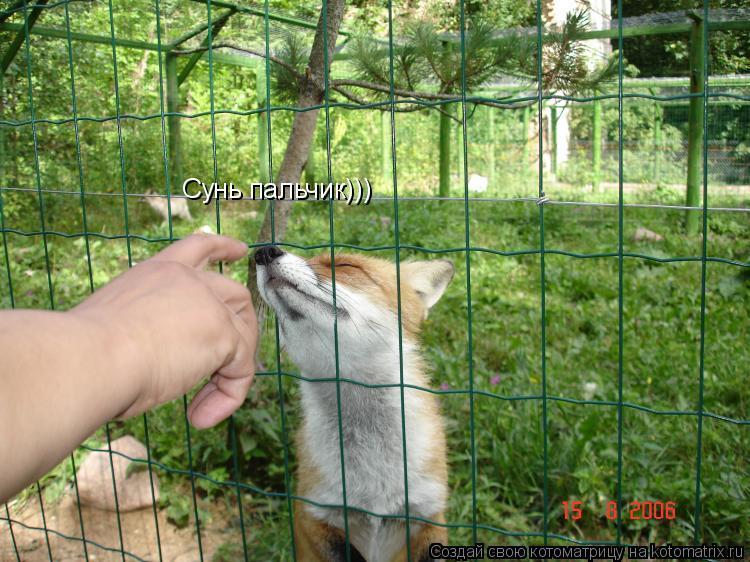 Сунь пальчик)))... Котоматрица: Сунь пальчик)))