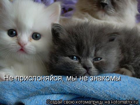 Не прислоняйся, мы не знакомы... Котоматрица: Не прислоняйся, мы не знакомы