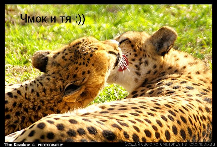 Чмок и тя :))... Котоматрица: Чмок и тя :))