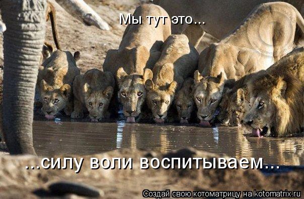Котоматрица: Мы тут это... ...силу воли воспитываем...