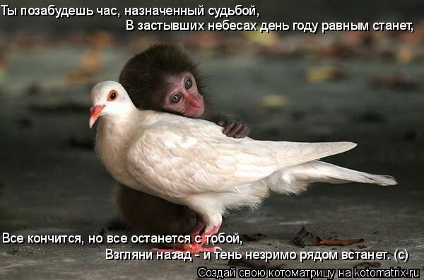 Котоматрица: Ты позабудешь час, назначенный судьбой, В застывших небесах день году равным станет, Все кончится, но все останется с тобой, Взгляни назад - 