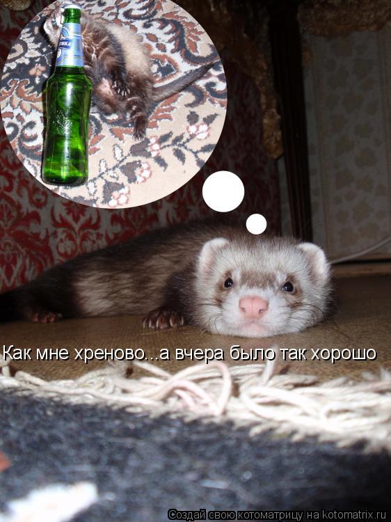 Как мне хреново...а вчера было так хорошо... Котоматрица: Как мне хреново...а вчера было так хорошо
